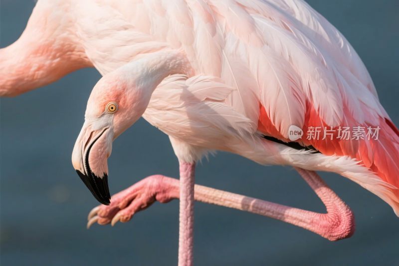 火烈鸟特写摄影