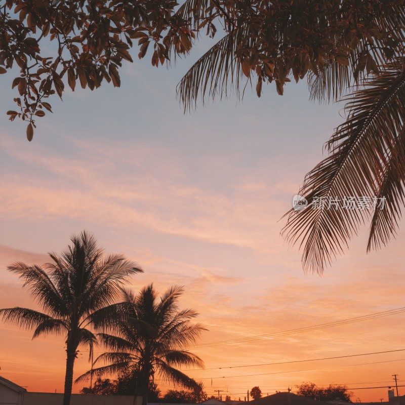 夕阳下的棕榈树美景