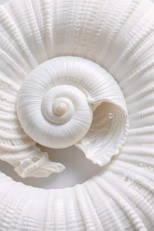白色海螺特写图