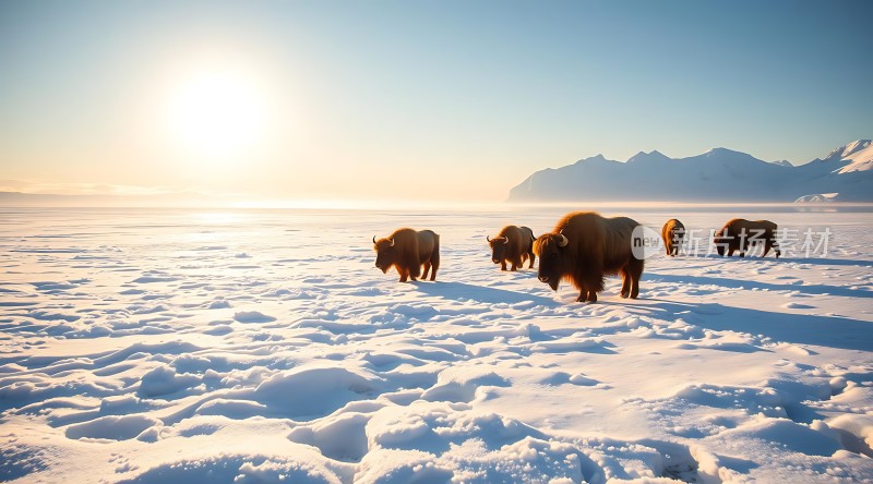 雪原上的野牛