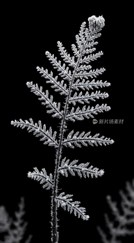 冰封枝叶展现自然之美