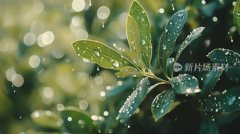 雨珠23雨后的清新 绿叶上的雨珠