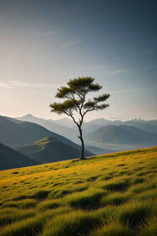 在草山上一棵孤树高高山清风景图片