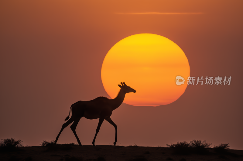 在日落时分在沙漠中行走太阳高清风景图片