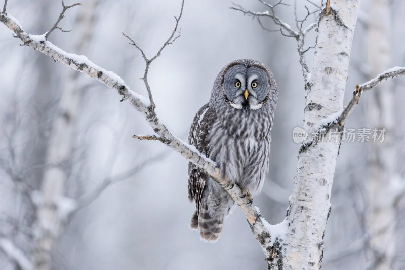 雪地猫头鹰栖息