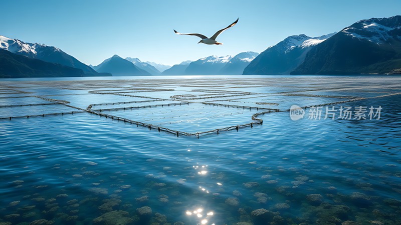 雪山下的蓝色湖泊与飞翔的海鸥