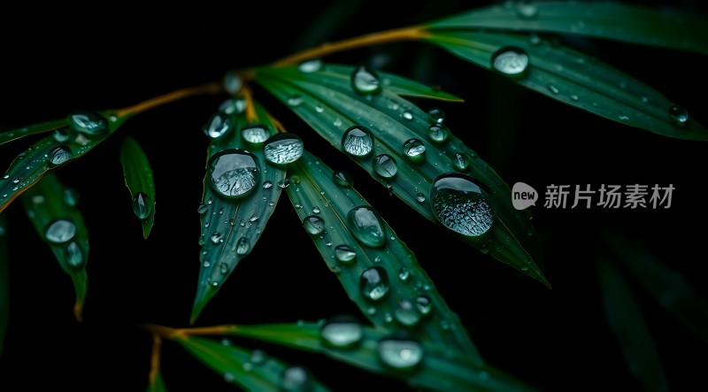 雨后竹叶上的露珠
