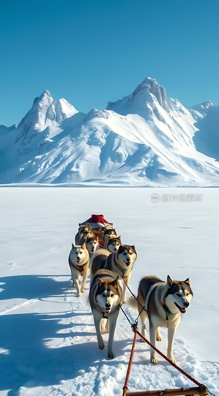 雪原上的雪橇犬团队