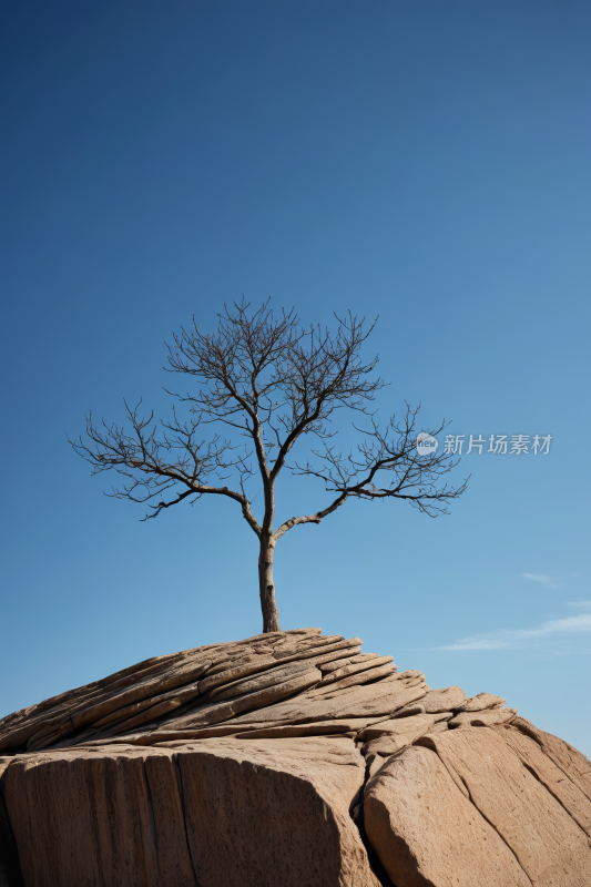 沙漠中央岩石上的树高清风景图片