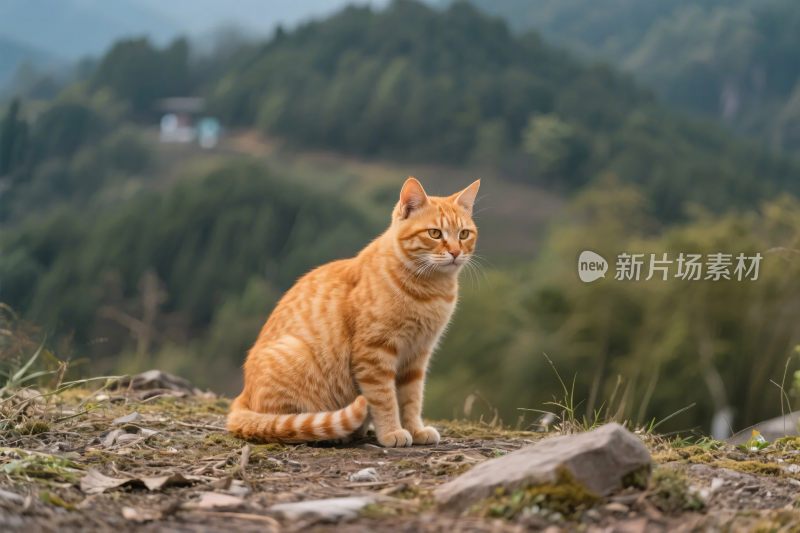 野外的橘猫