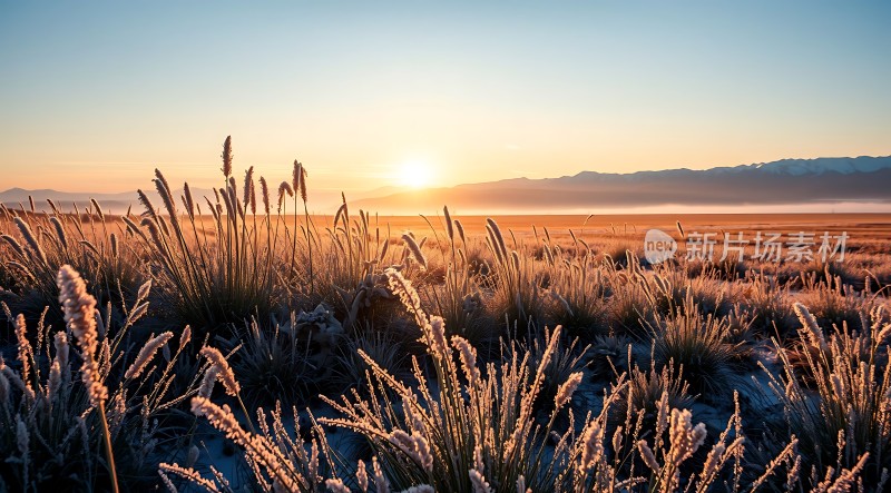 晨光下的草原风光