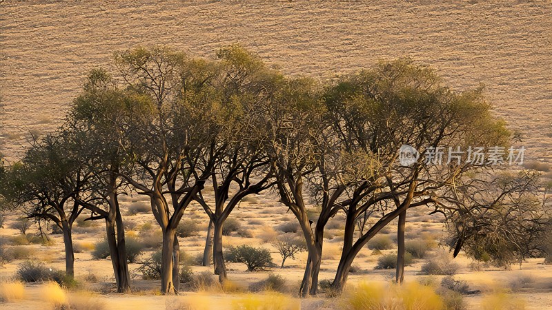 沙漠绿洲生命之树