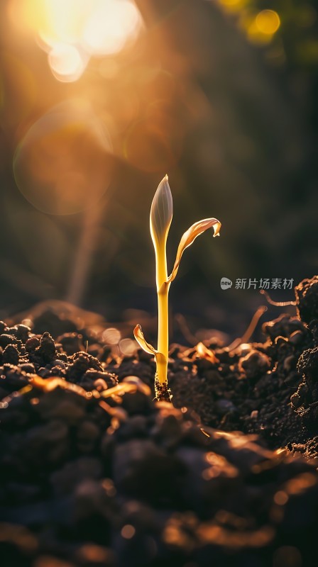 破土而出的小苗