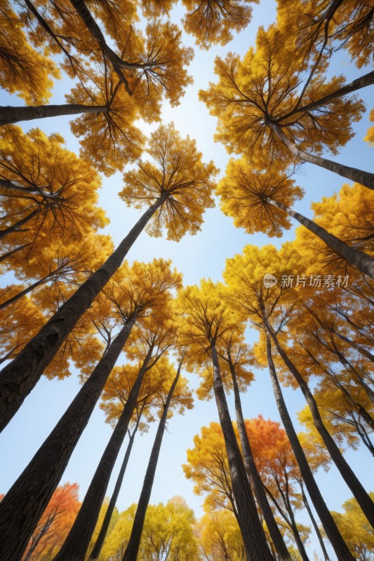 森林的景色树木高大叶子黄高清风景图片