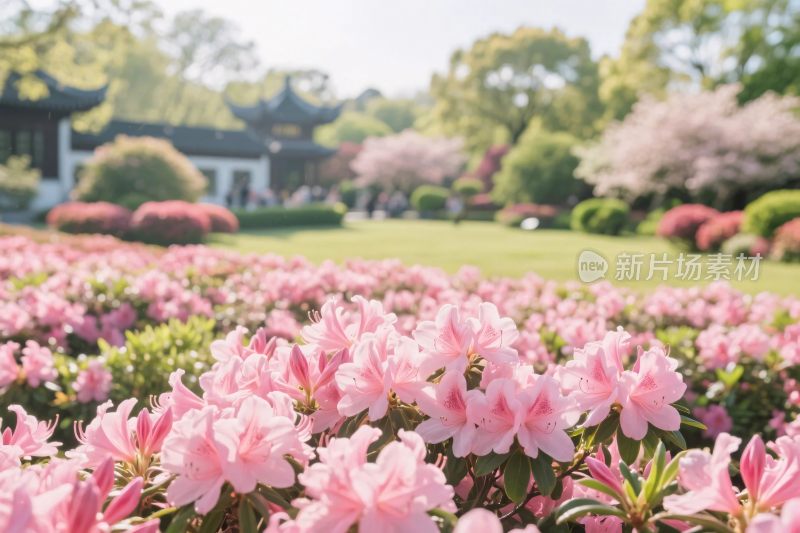 盛放的粉色花丛与古典建筑