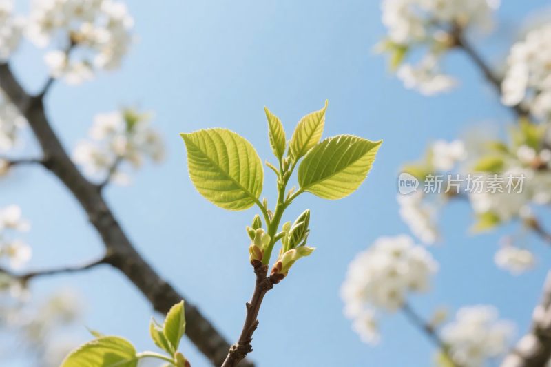 春日枝芽与繁花