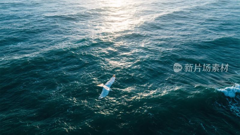 海面海鸥飞翔摄影图