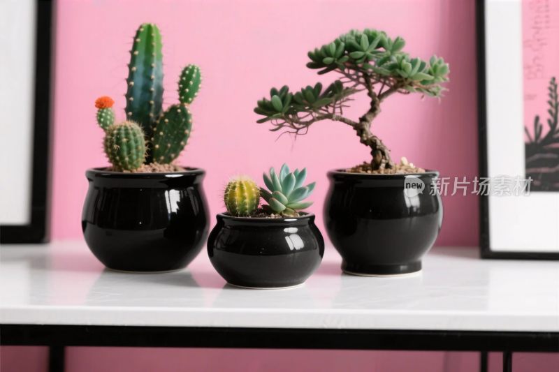 室内盆栽植物布置