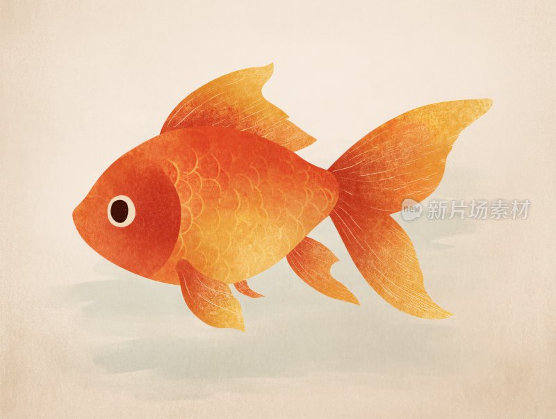手绘橙色金鱼插画