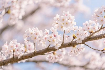 春日樱花绽放 春日樱花绽放