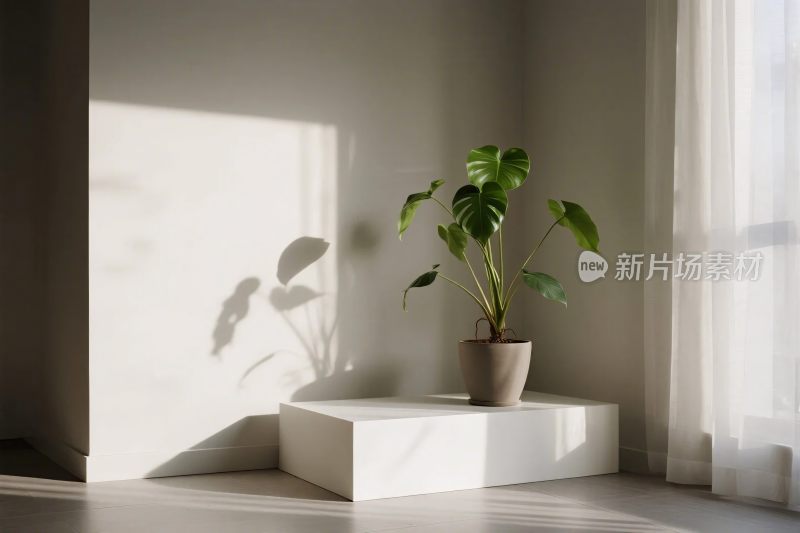 简约室内绿植场景