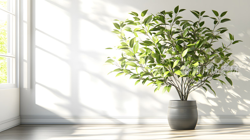 简约室内环境中茂盛绿色植物