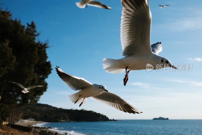 海边飞翔的海鸥