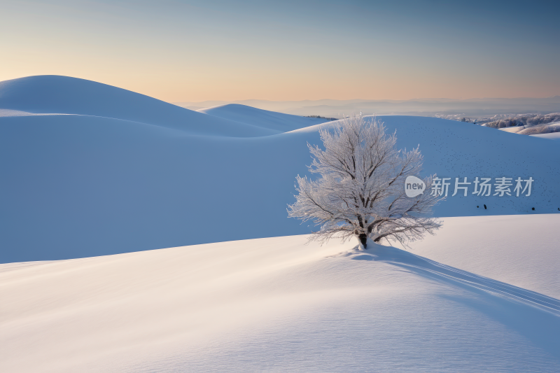 雪景雪中央一棵孤树高清风景图片