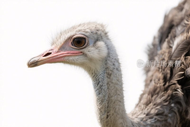 鸵鸟头部特写