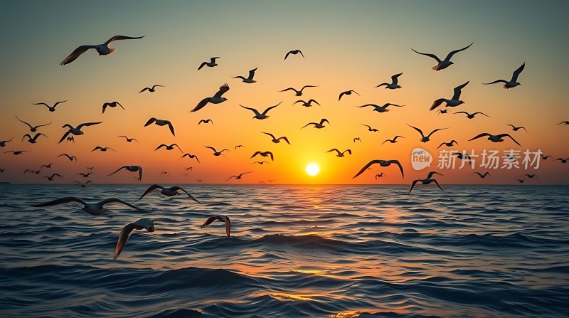 海鸥翱翔日落时分的海洋