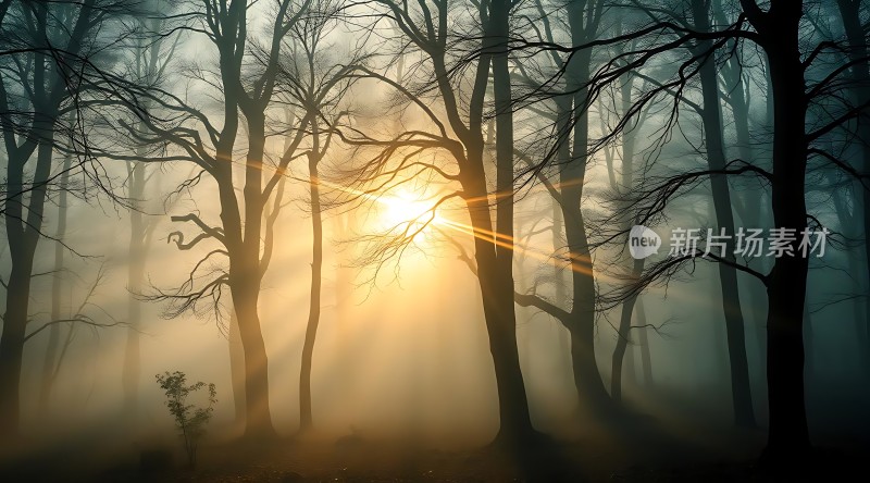 晨雾中的光与影