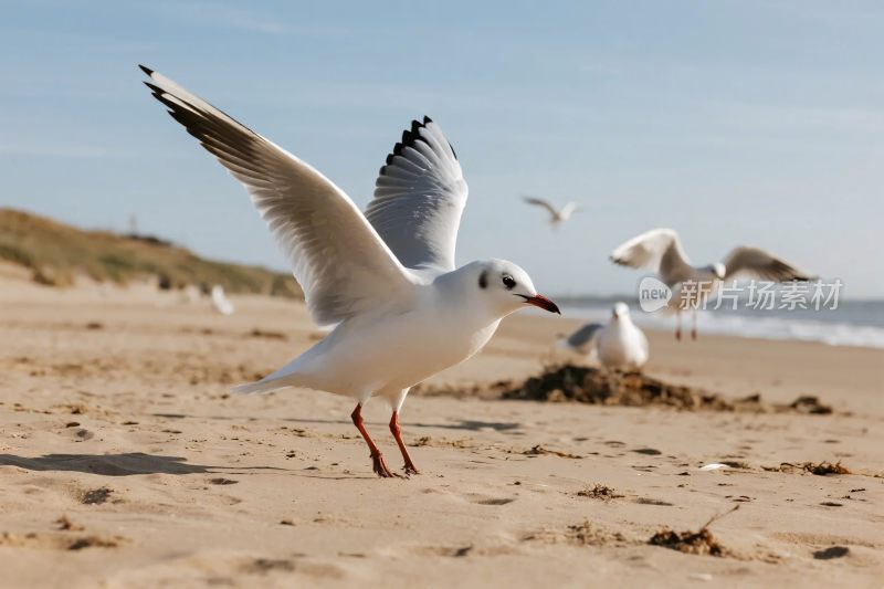 海滩海鸥飞翔摄影
