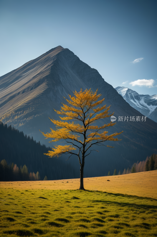 田野里一棵孤树一座高山清风景图片