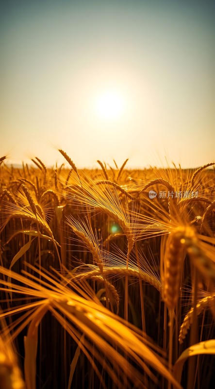 金色麦浪阳光下的丰收景象