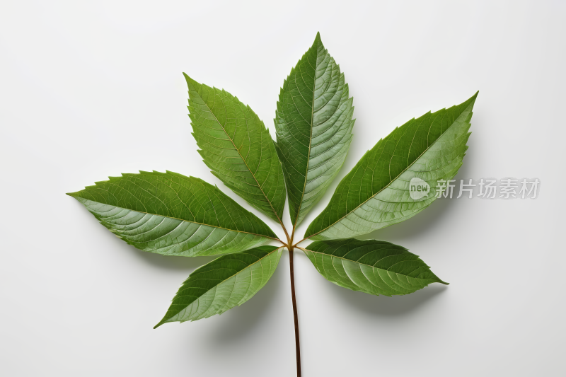 白色背景的锯齿状叶子只一根茎高清图片