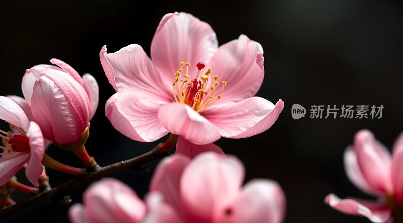 粉红桃花绽放春意盎然