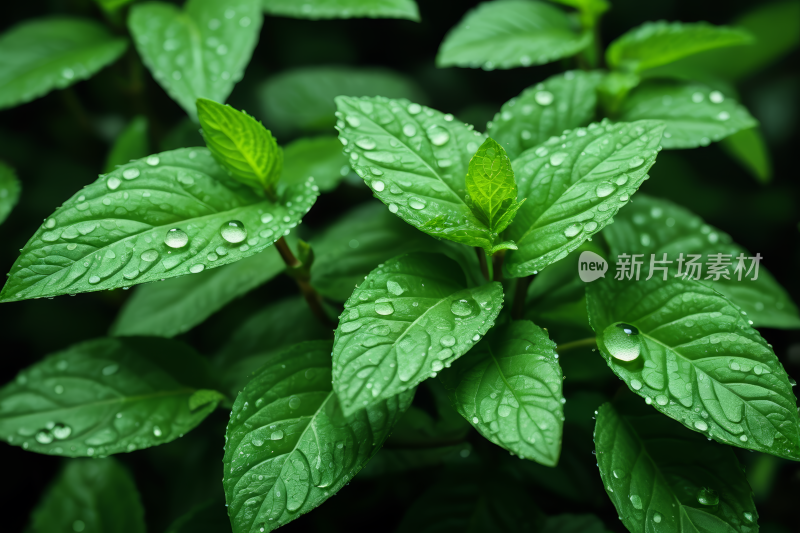 一株植物特写上面有水滴高清图片