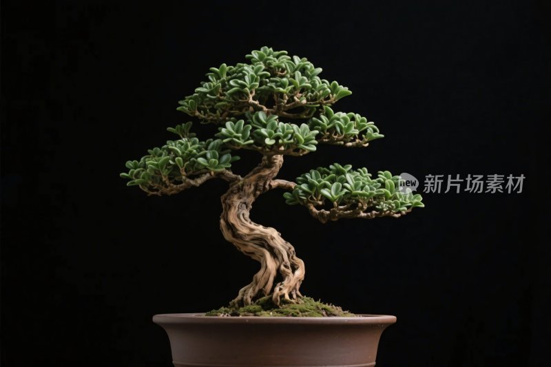 盆栽盆景艺术图片