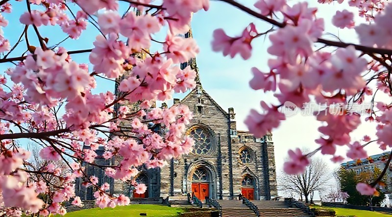 春樱映古教堂