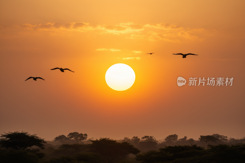 在日落时在天空中飞翔树木高清风景图片