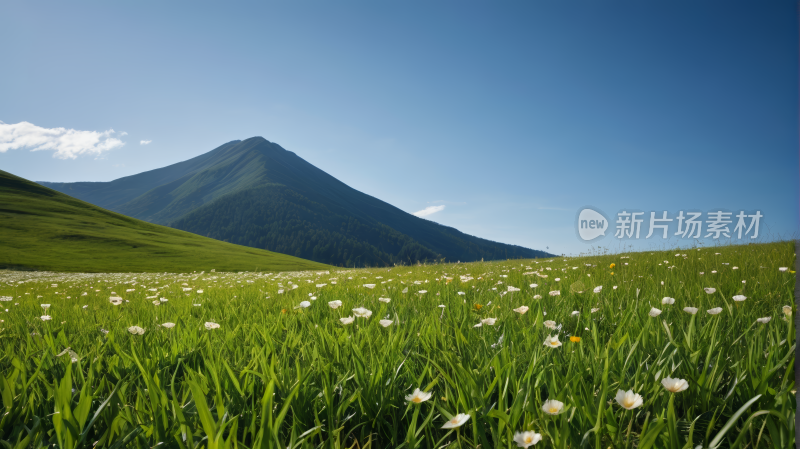 山前有一片花田风景图片