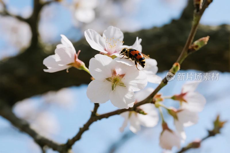 春日樱花与蜜蜂