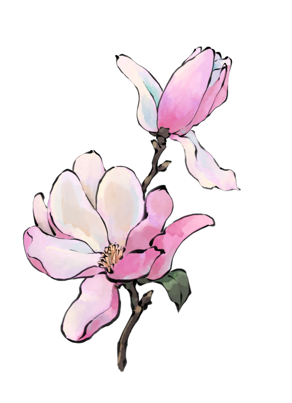 古风水彩玉兰免抠元素