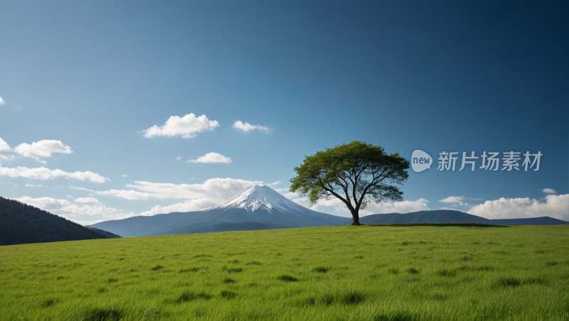 田野里的一棵树高清风景图片