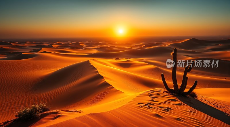 金色沙漠日落下的坚韧生命