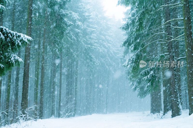 冬日雪林雪景图