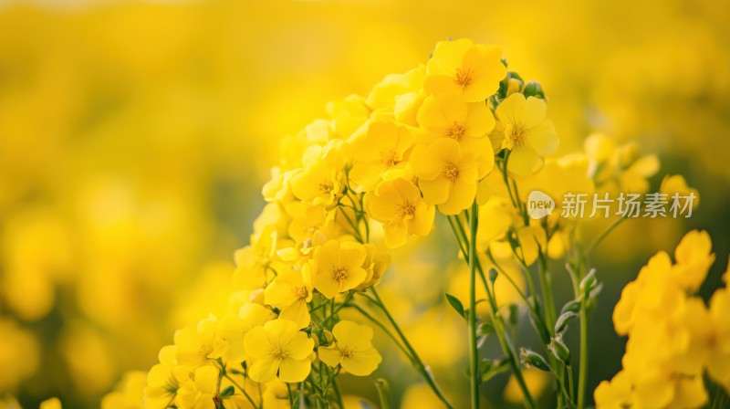 春天春日油菜花小黄花田园风光