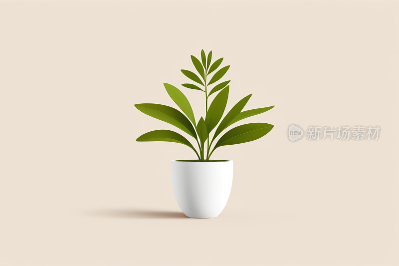 白盆里一株植物叶子绿图片