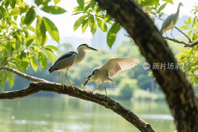 鸟类栖息自然场景