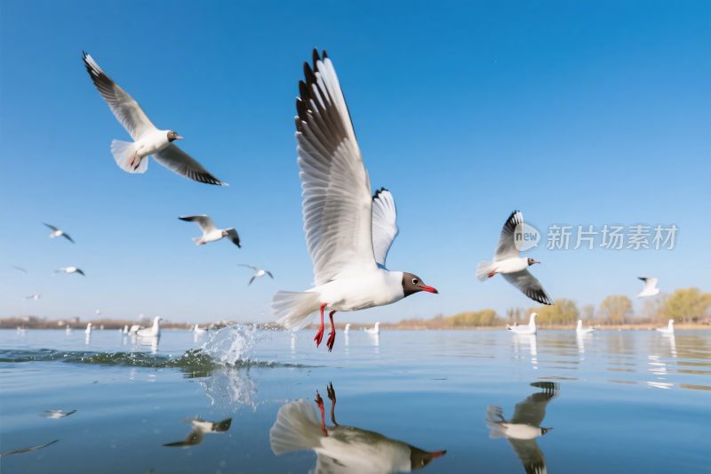 飞翔海鸥与水面